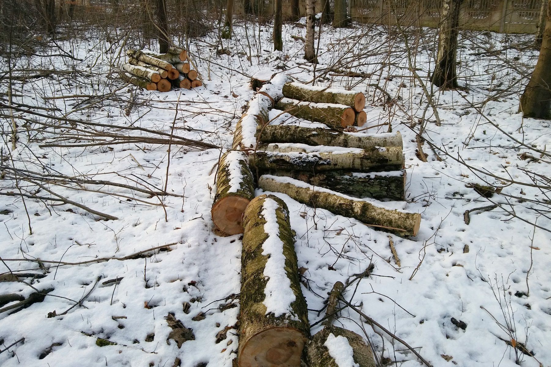 Kolejna nielegalna wycinka drzew z lasu na Smochowicach. Sprawa trafiła na policję