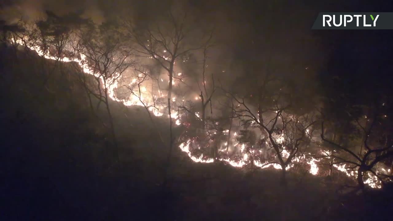 Pożary lasów w Japonii. Ewakuowano mieszkańców kilkudziesięciu domów