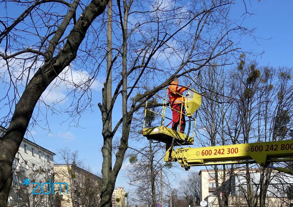 W Poznaniu trwa pielęgnacyjne przycinanie drzew na wiosnę