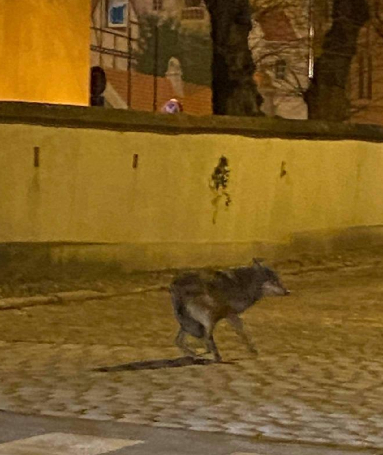 “To nie jest dziki wilk, był przetrzymywany przez człowieka” – Zoo Poznań o wilku na Śródce