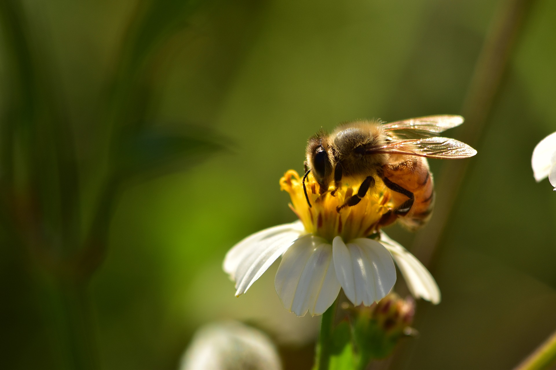 “Przygody fifnej pszczółki” – Poznań zaprasza do udziału w konkursie plastycznym