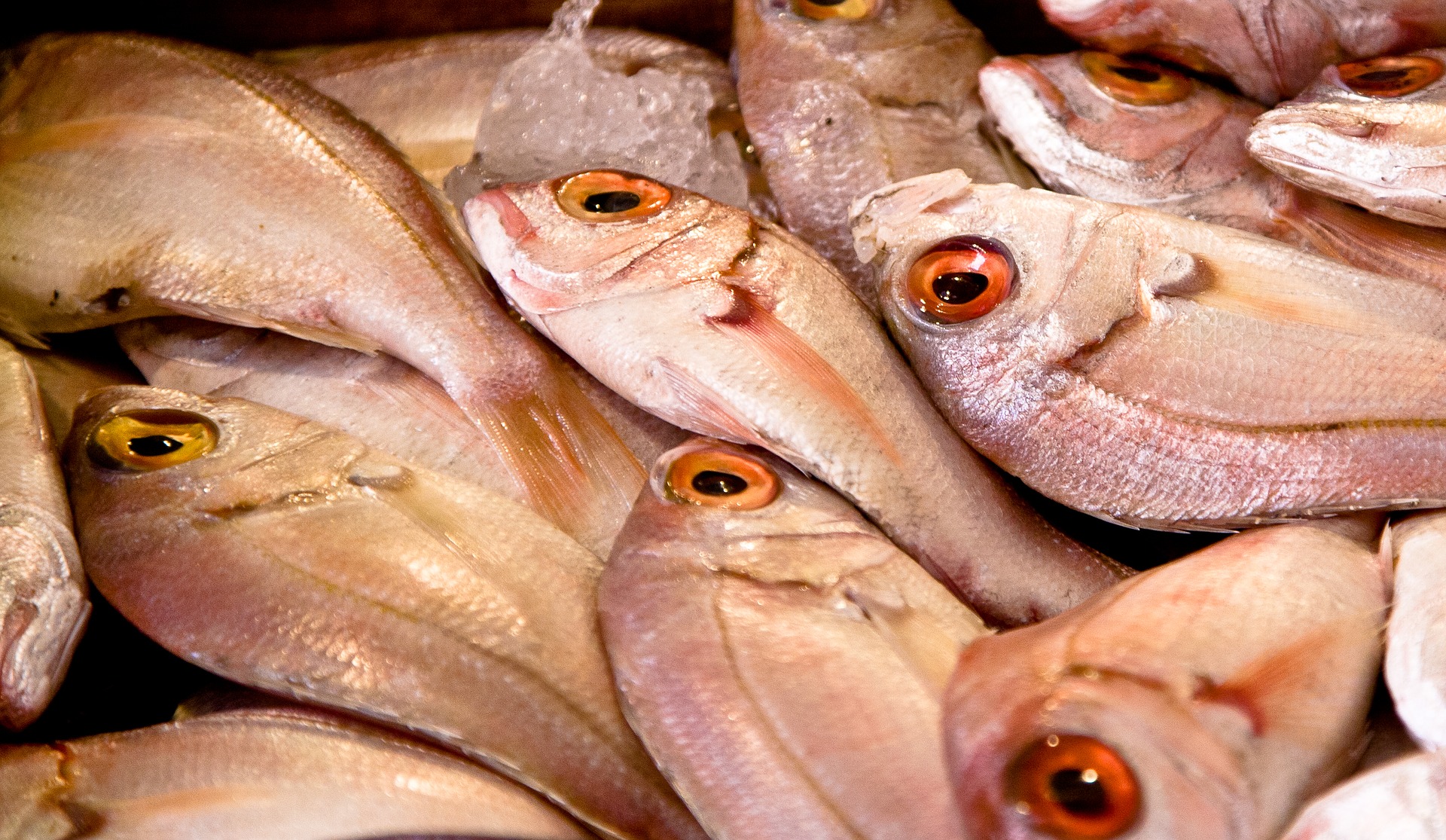 Raport: nadal zbyt dużo ryb jest odławianych