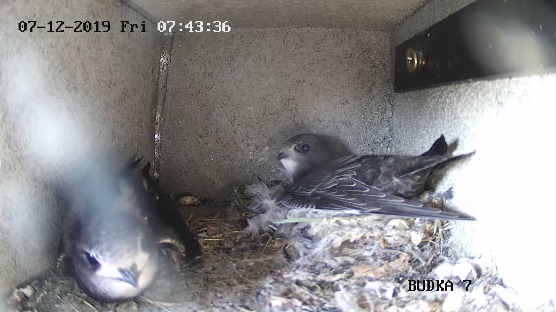 Kamery w budkach lęgowych umożliwiają obserwację życia ptaków w Poznaniu