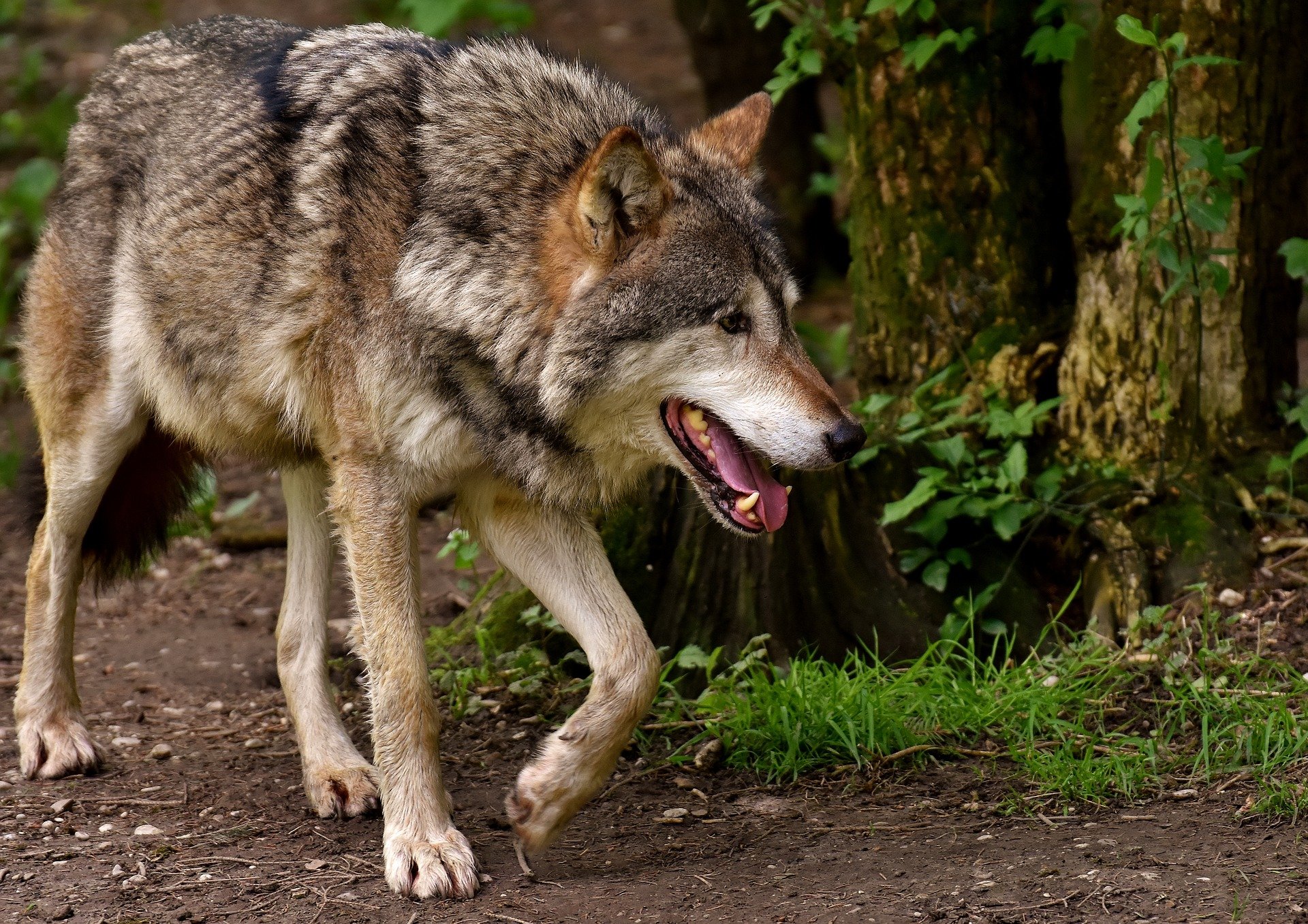 W Wielkopolsce wilki i hodowca mogą żyć w zgodzie