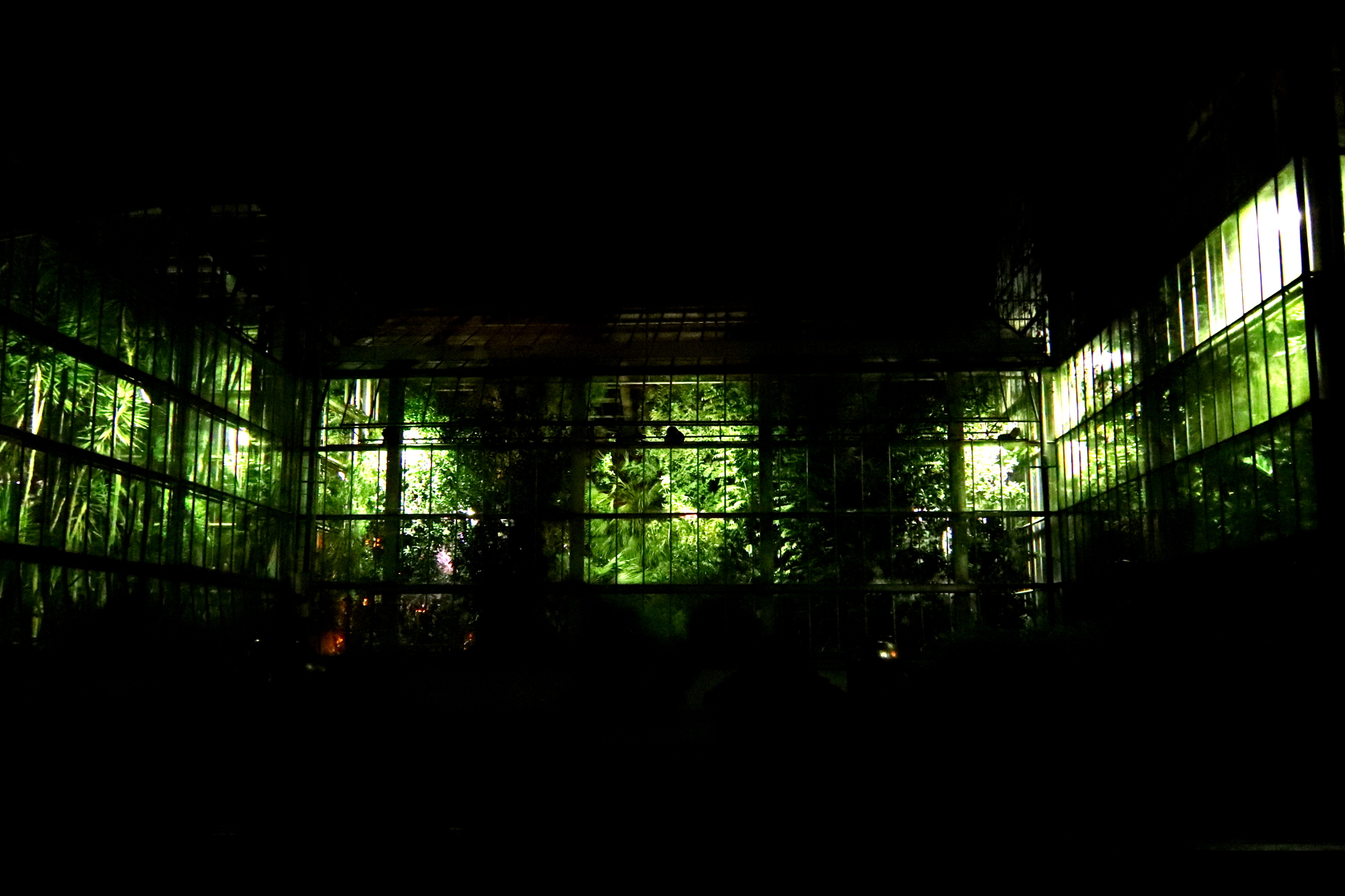 Jak wygląda nocne życie roślin?