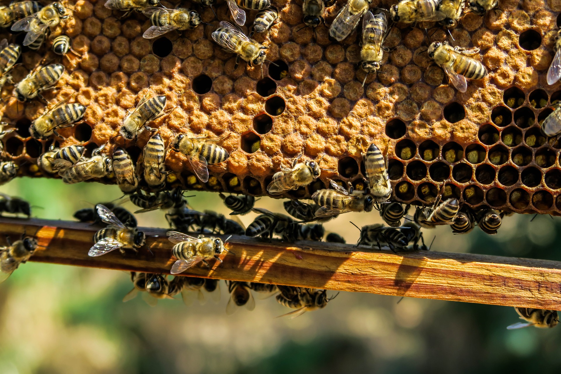 Dziś Wielki Dzień Pszczół. Co nam dają i co by się stało, gdyby ich zabrakło?
