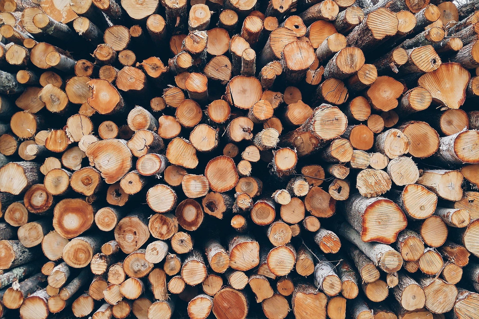 Skutki rekordowych cen drewna w Polsce będą opłakane