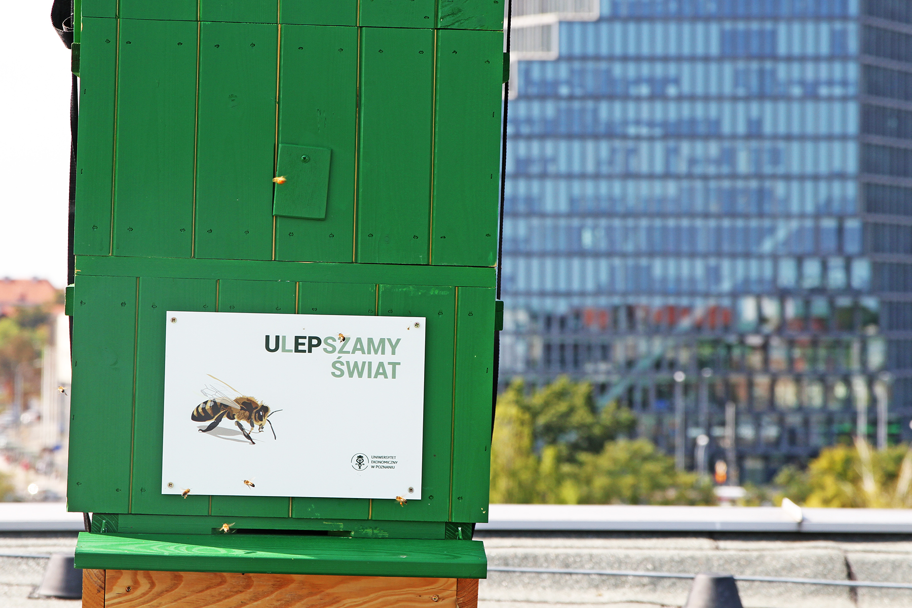 Na dachu budynku w centrum Poznania zamieszkało kilkadziesiąt tysięcy pszczół