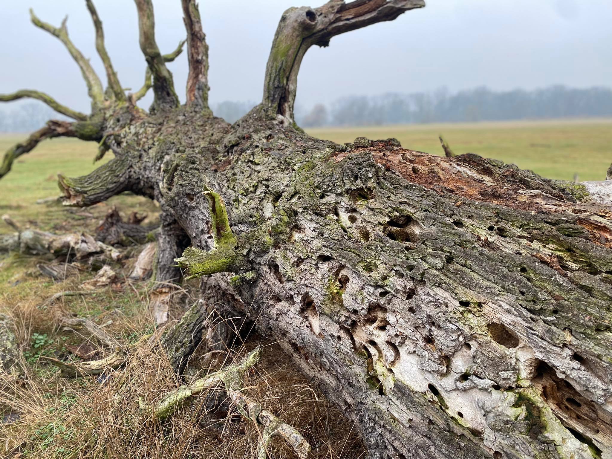 Atrakcja runęła – samotne stare drzewo w Rogalinie powalone przez naturę