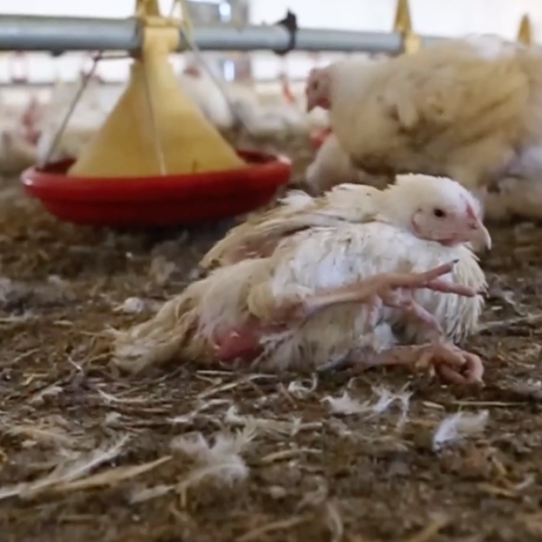 Miliard kurczaków rocznie cierpi na polskich fermach