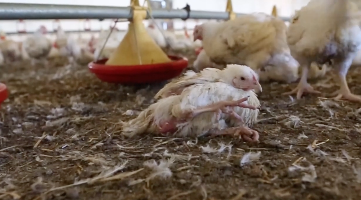 Miliard kurczaków rocznie cierpi na polskich fermach