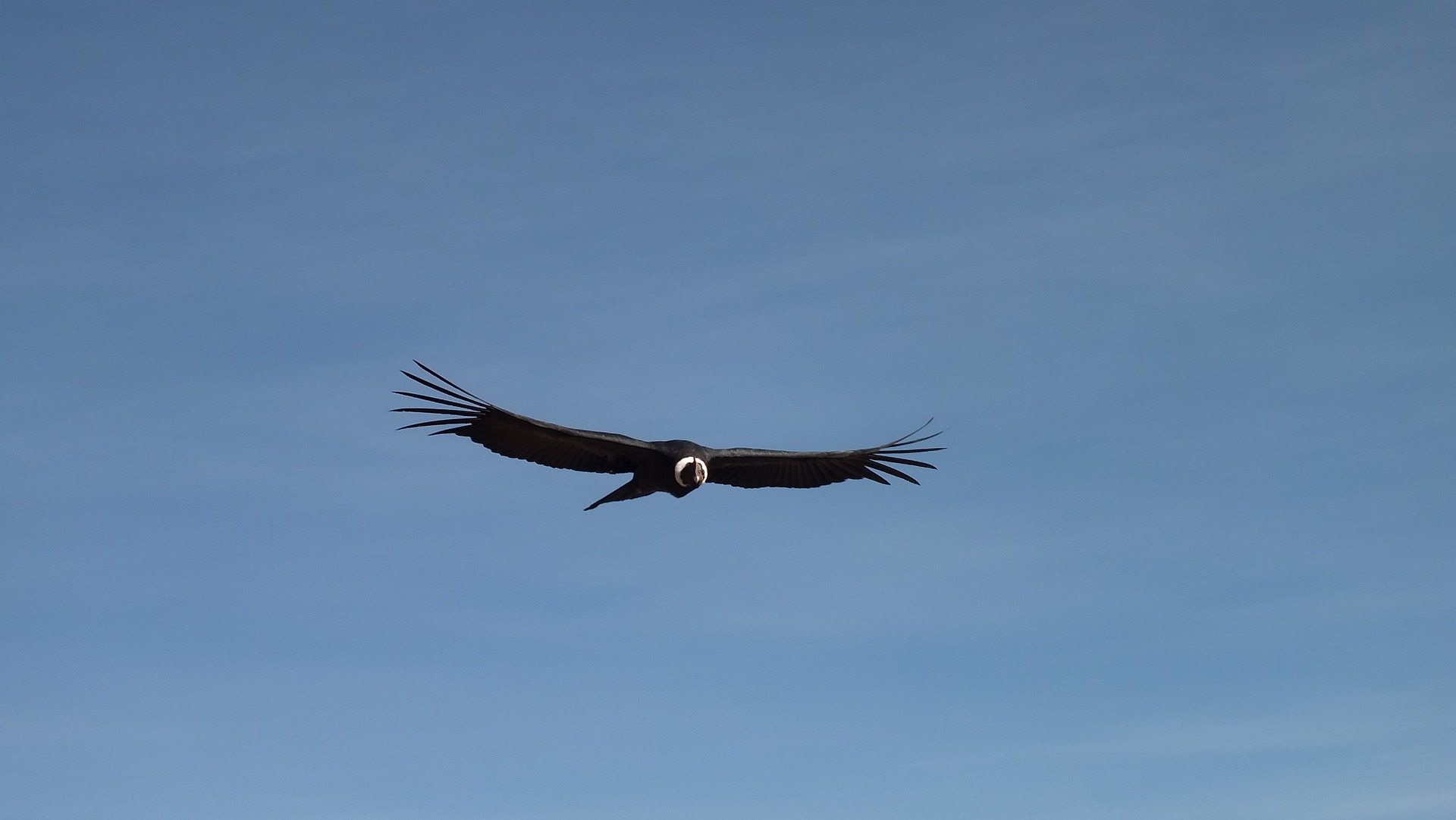 Seksmisja w świecie ptaków – u kondorów i… drobiu