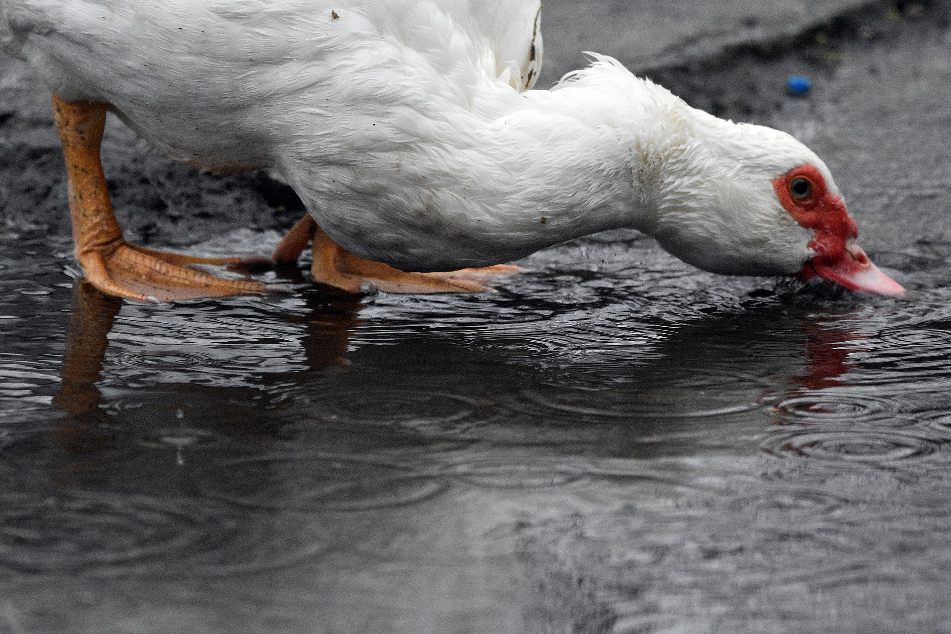 Ptasia grypa znów zaatakowała w Wielkopolsce. Wybito ponad 20 tys. sztuk ptaków