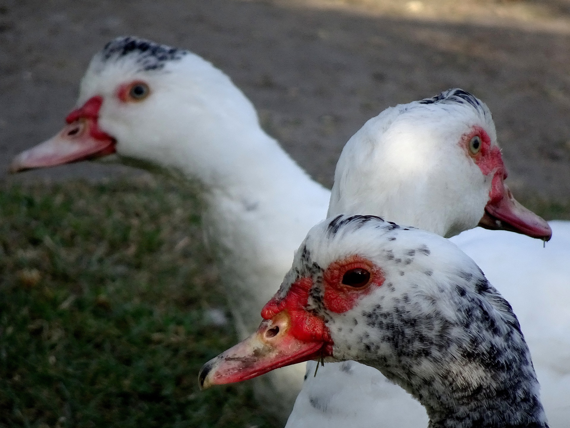 Kolejne ognisko ptasiej grypy w Wielkopolsce. Zutylizowano kilkanaście tysięcy ptaków