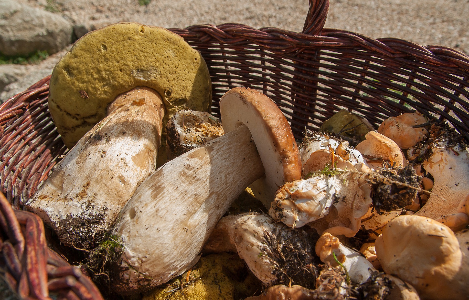 Wojewódzki sanepid podsumował sezon grzybowy. Co najczęściej przynosili do sprawdzenia grzybiarze?