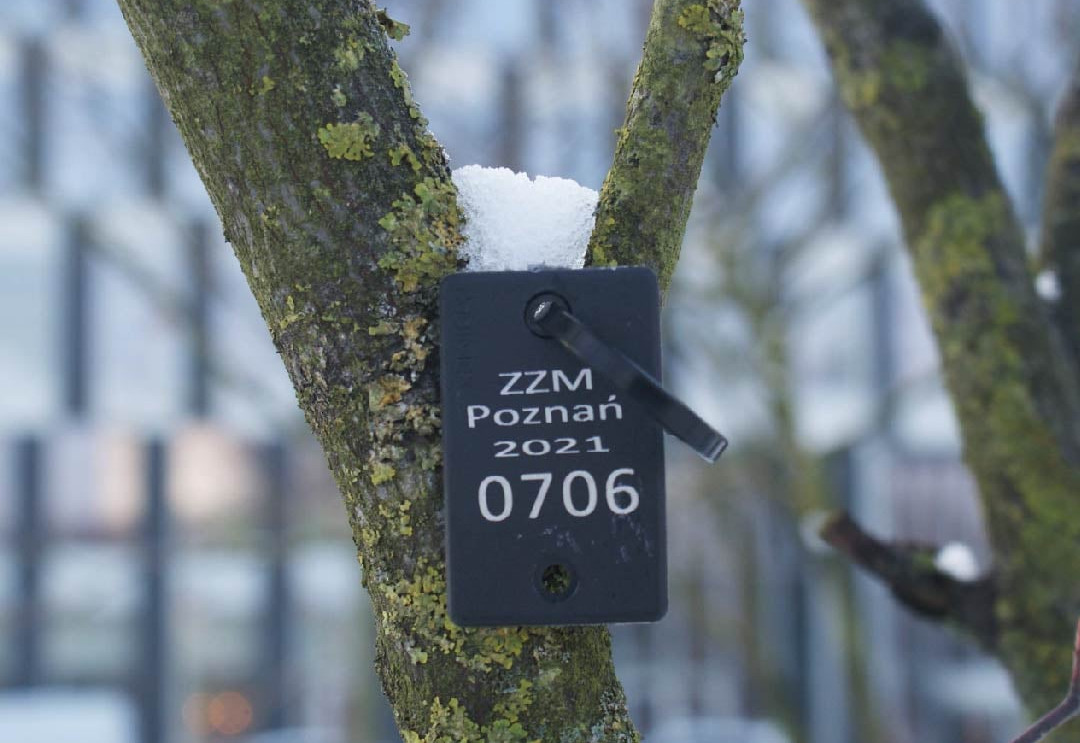 ZZM zakończył inwentaryzację drzew w parkach. Sprawdzono kilkaset roślin