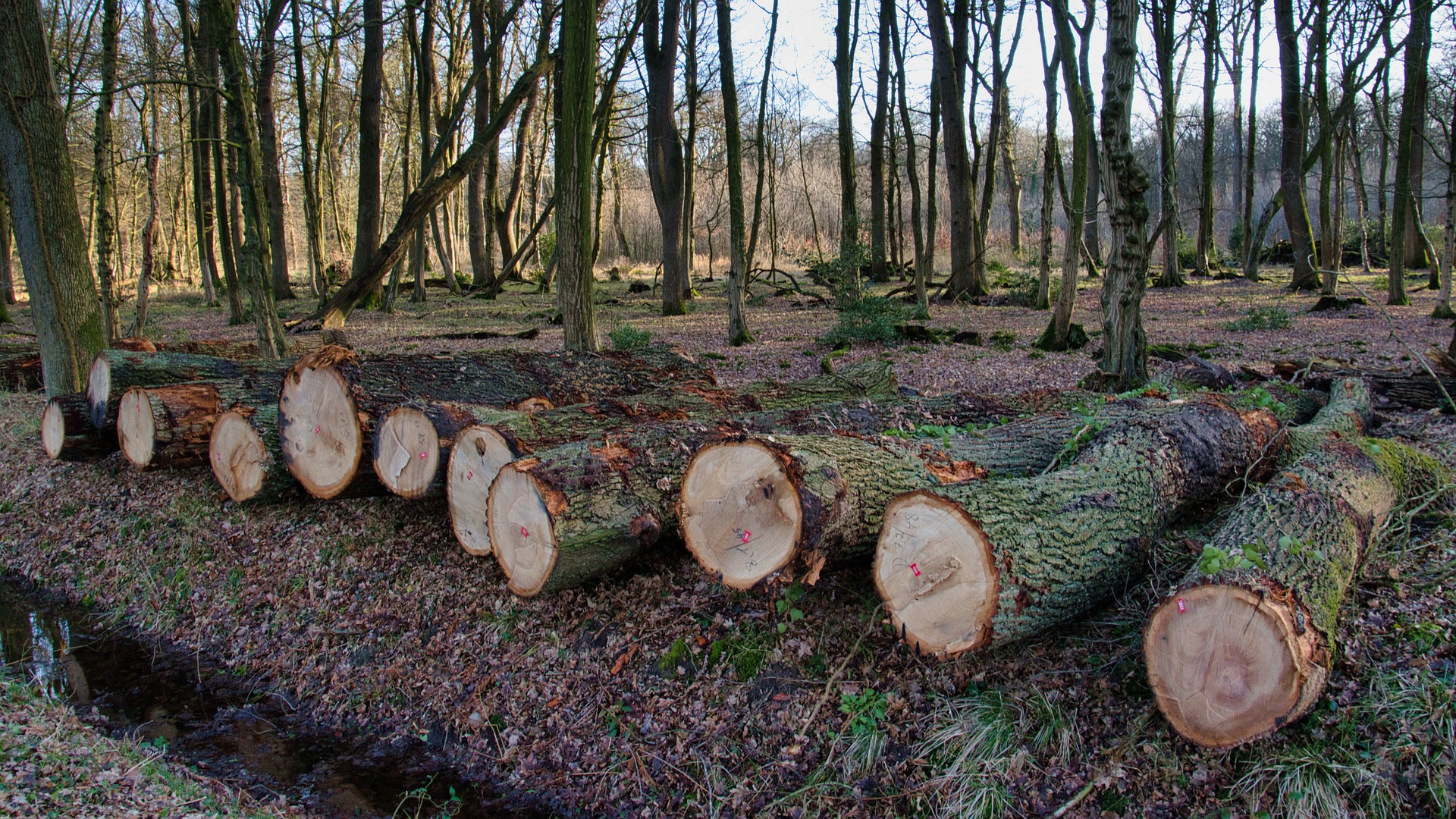 Jak odpowiednio zarządzać lasami? Uniwersytet Przyrodniczy w Poznaniu rozpoczyna nowy kierunek studiów
