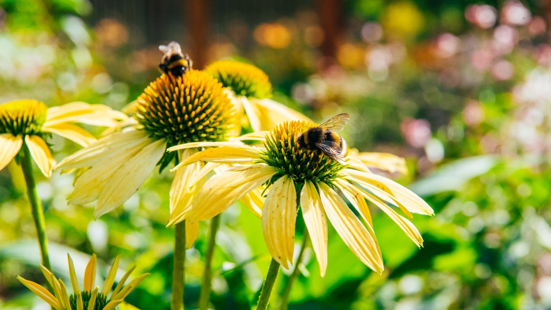 Pszczoły i trzmiele to nasi przyjaciele – konkurs dla dzieci