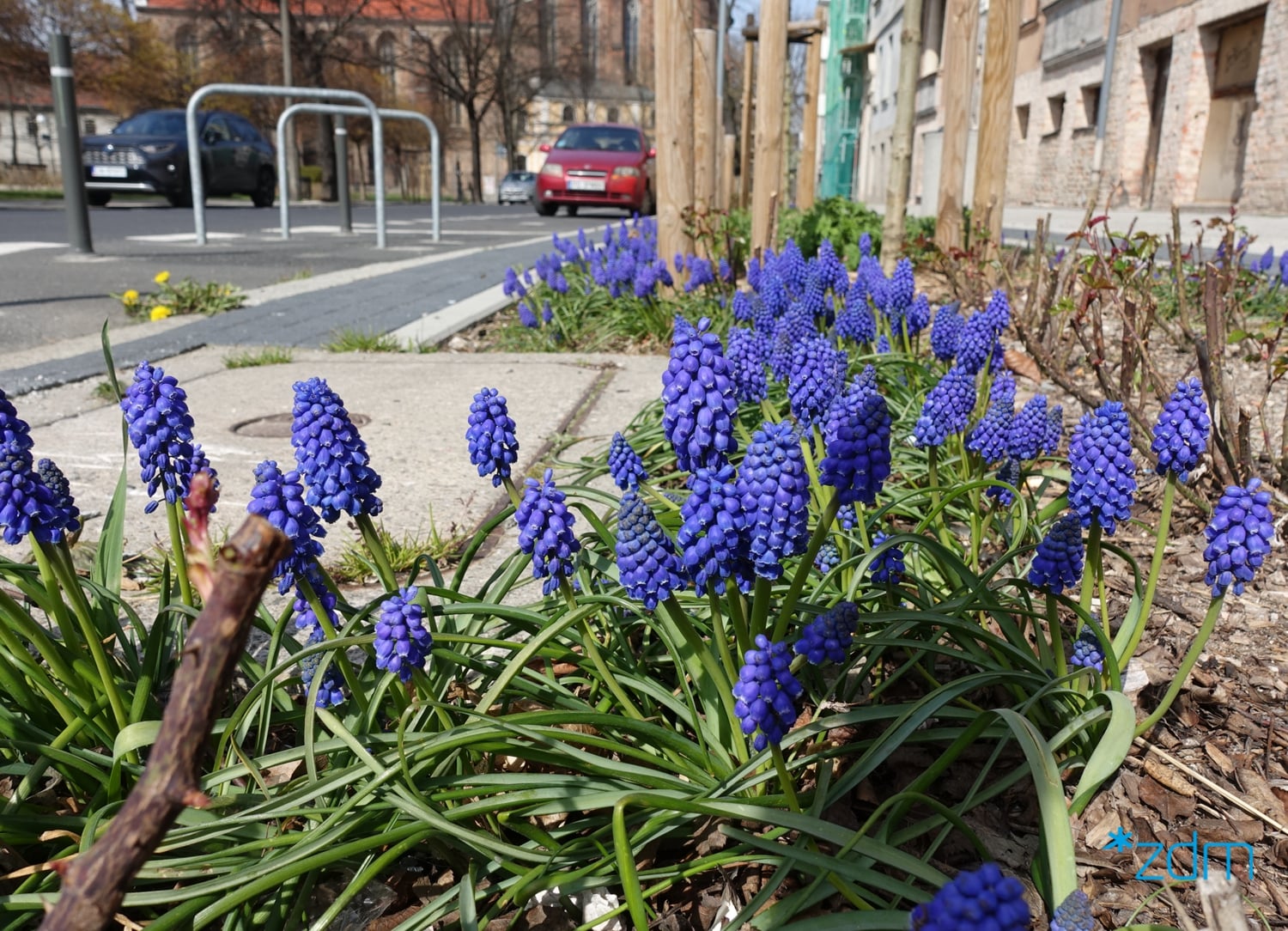 Moc kolorów na poznańskich ulicach. Wiosenne kwiaty kwitną ciesząc oczy poznaniaków