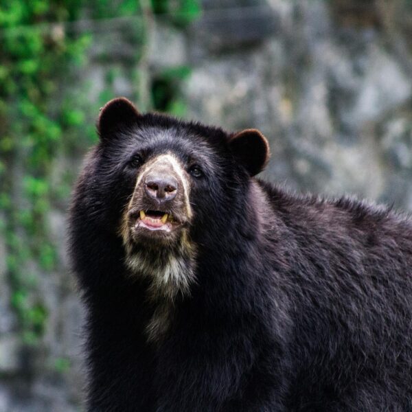 Wysokie ryzyko wysoko położonych siedlisk niedźwiedzi w Peru