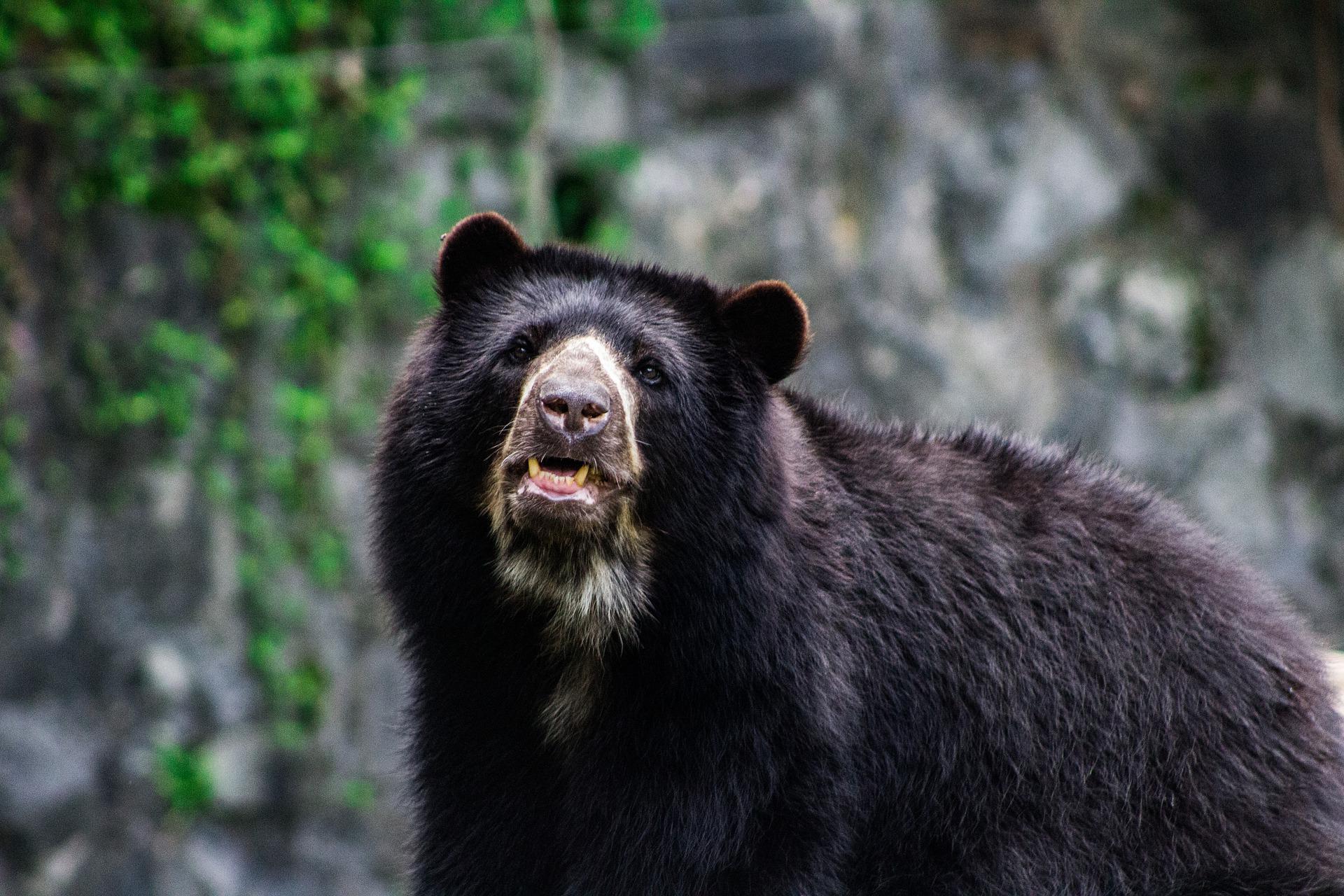 Wysokie ryzyko wysoko położonych siedlisk niedźwiedzi w Peru