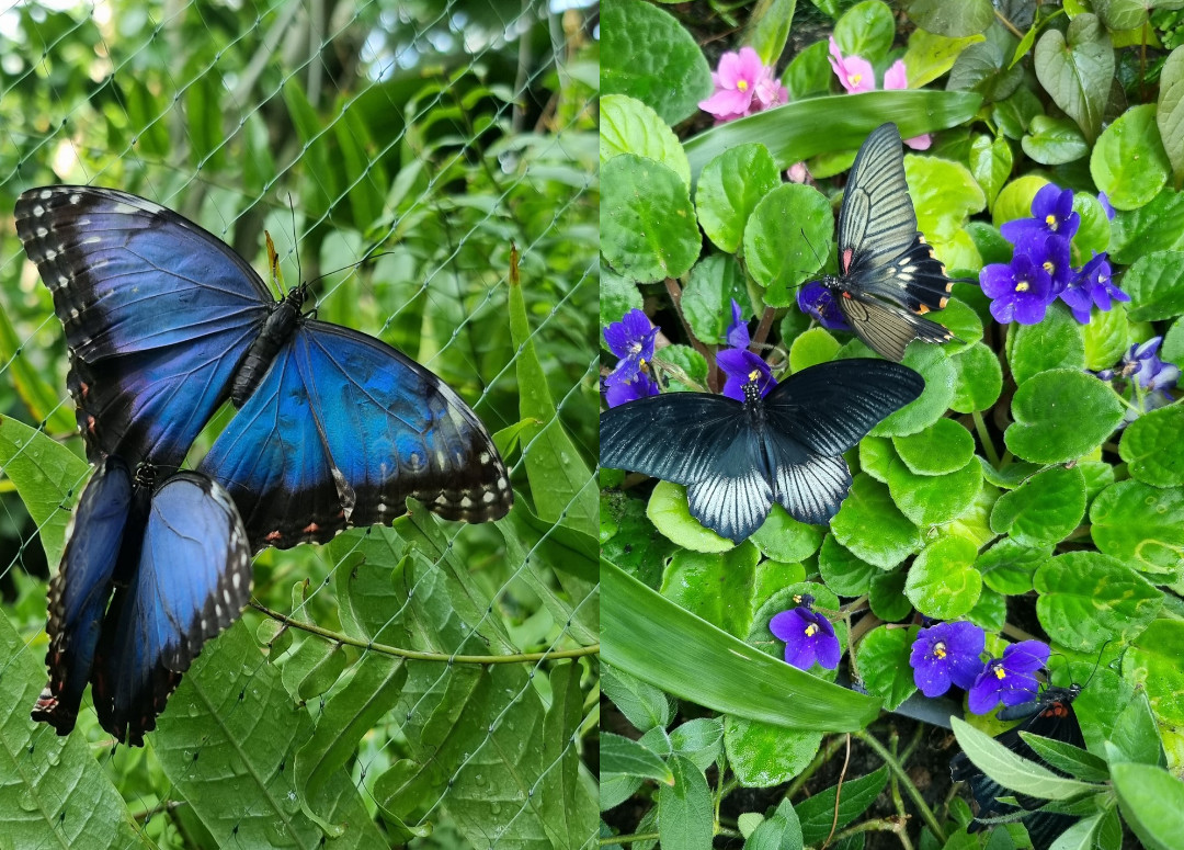 Zachwycają barwą i kształtami – Wystawa Żywych Motyli w Palmiarni Poznańskiej