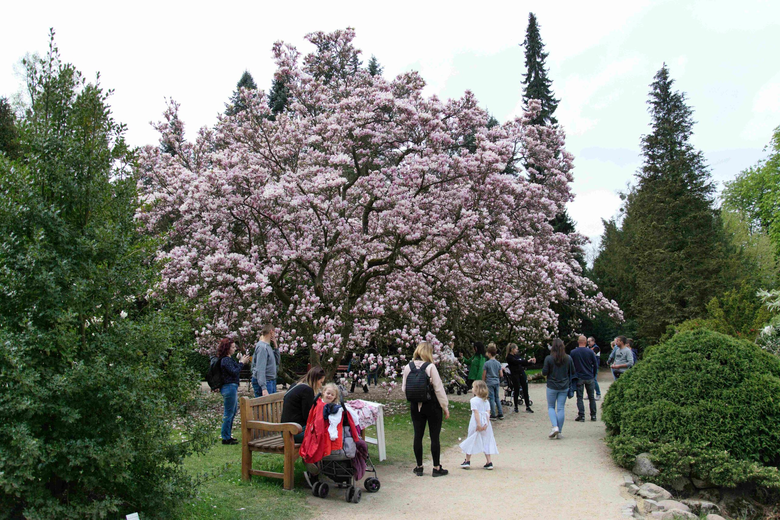 Magnolie hitem majówki w Arboretum Kórnickim