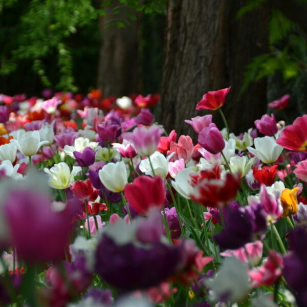 Tulipany i hiacynty “przeprowadzone” z Cytadeli do nowej lokalizacji.