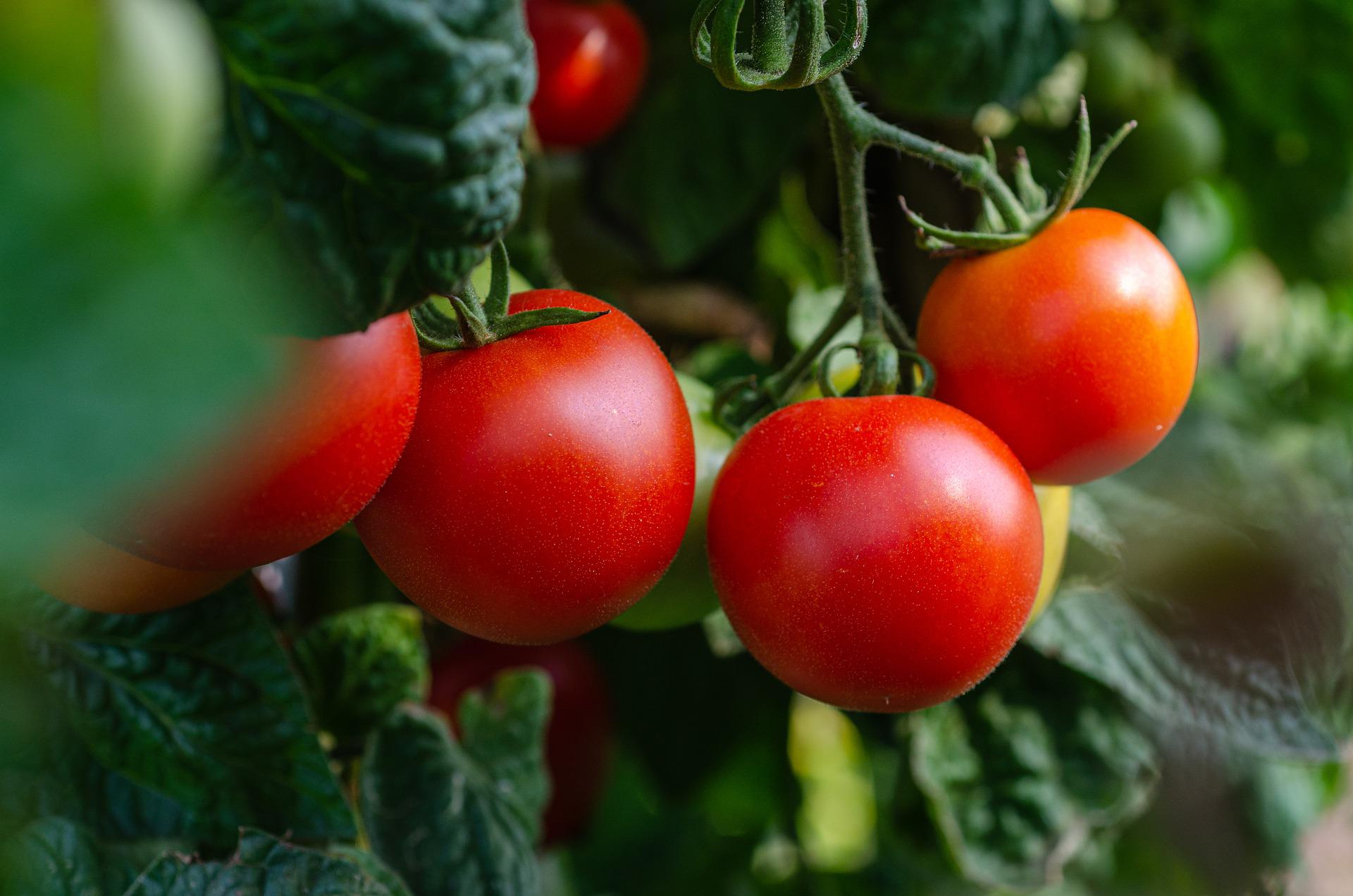 Sezon na polskie pomidory. Dlaczego najlepsze są te lokalne?