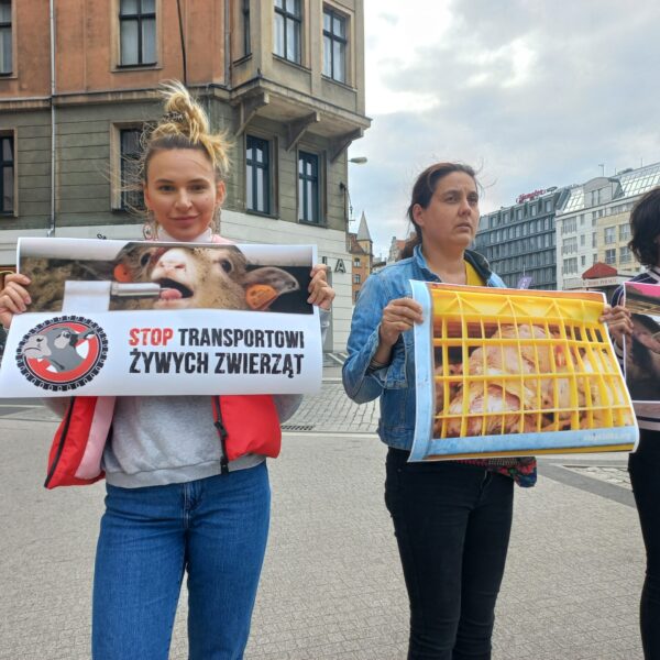 Protestowali w centrum Poznania przeciw transportowi żywych zwierząt