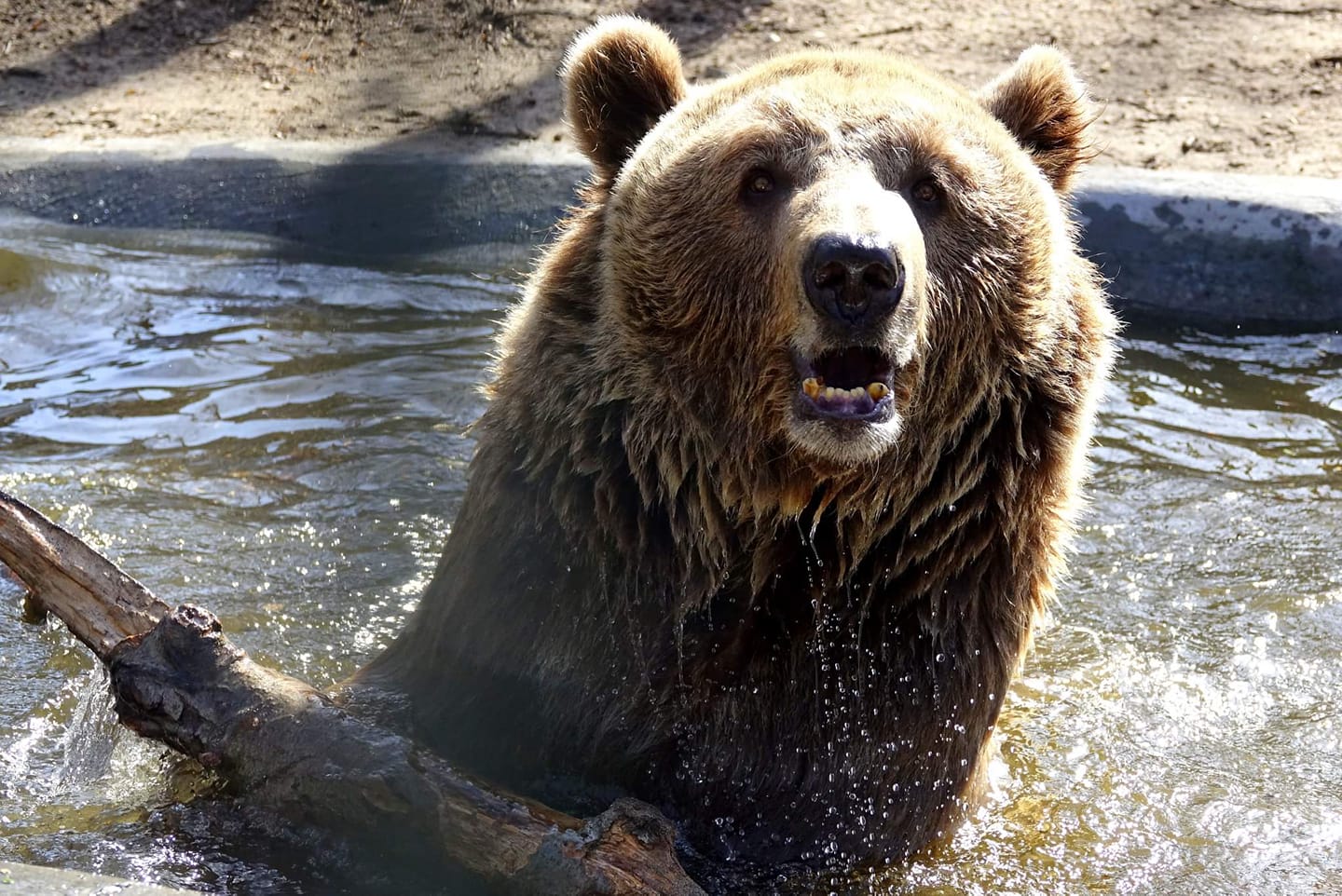 Po 6 latach prawomocny wyrok w sprawie niedźwiedzia Baloo, żółwi i krokodyla odebranych z cyrku