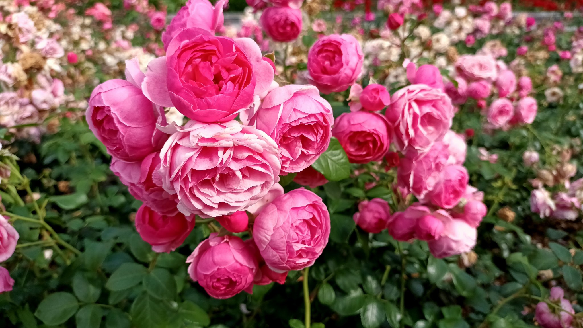 ZZM usuwa przekwitnięte kwiaty w Rosarium – to zabieg związany nie tylko z estetyką