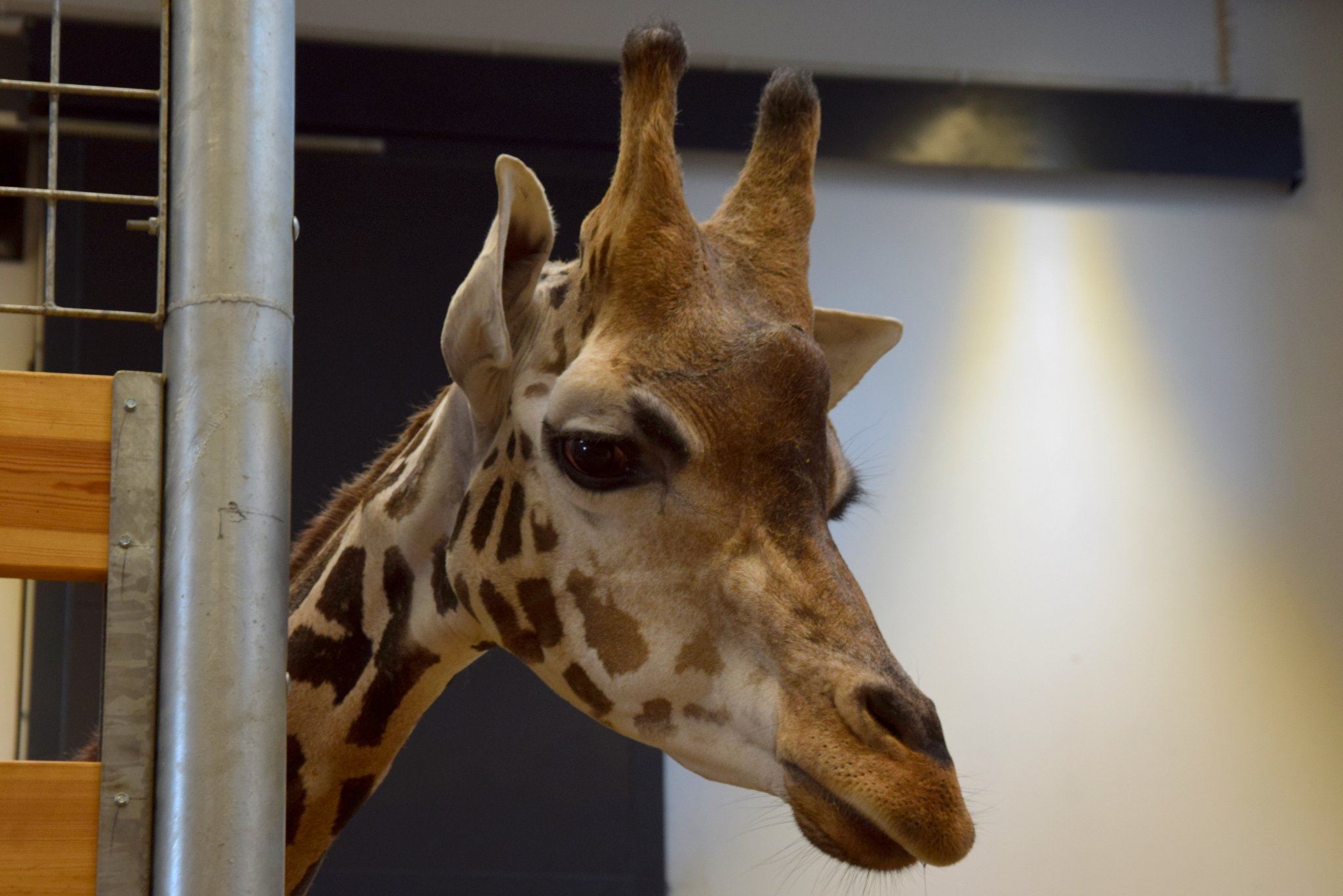 To z jego powodu żyrafy nie oddalają się od stajni – Zoo Poznań ma nowego mieszkańca