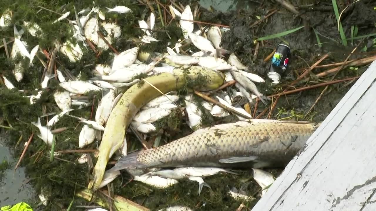 Ścieki zanieczyściły Jezioro Średzkie. Śnięte ryby liczone w tonach