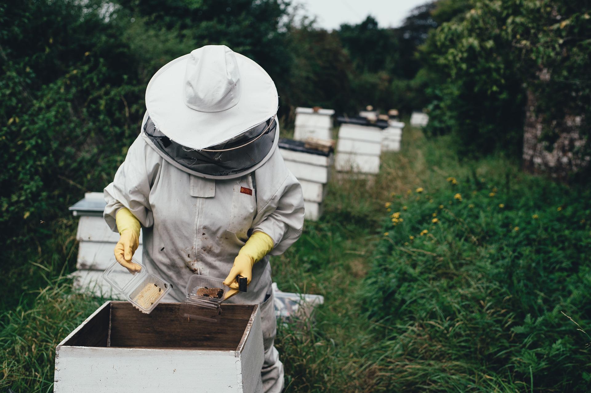 Wielkopolska wspiera pszczoły – konkurs na pasieki edukacyjne