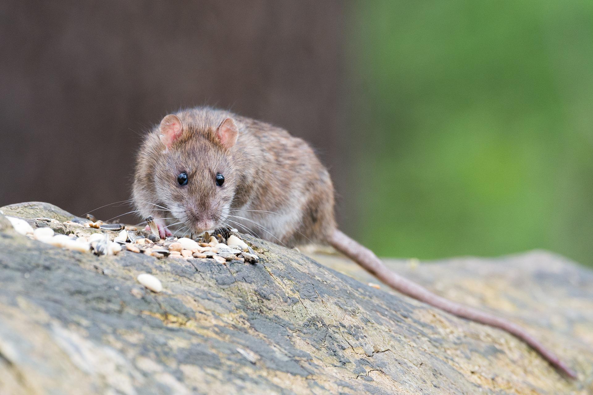 Szczury na ratajskich osiedlach “osowiałe”. Przyczyną wścieklizna? Powiatowy Lekarz Weterynarii odpowiada
