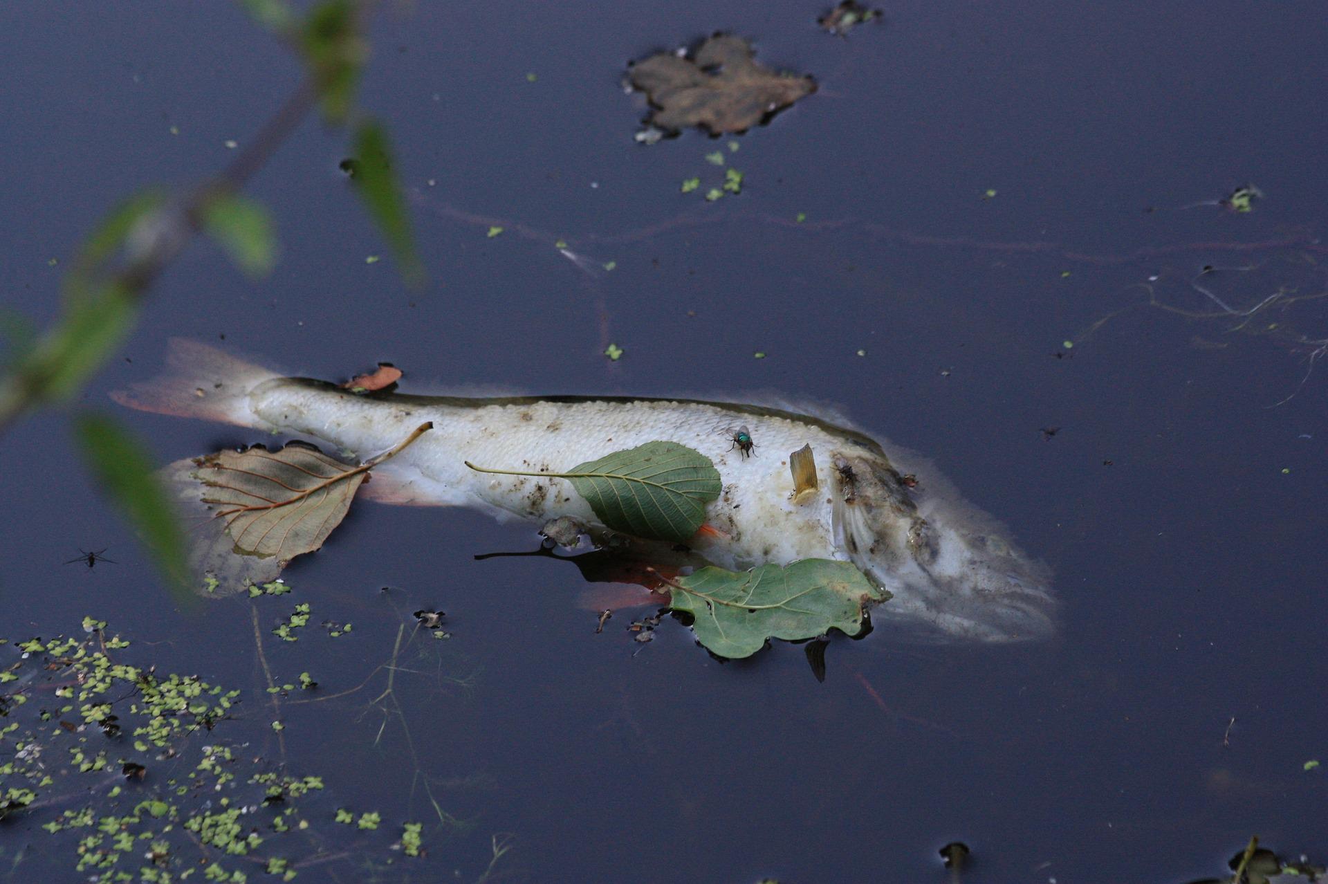 Całkowity zakaz amatorskiego połowu ryb w Jeziorze Średzkim