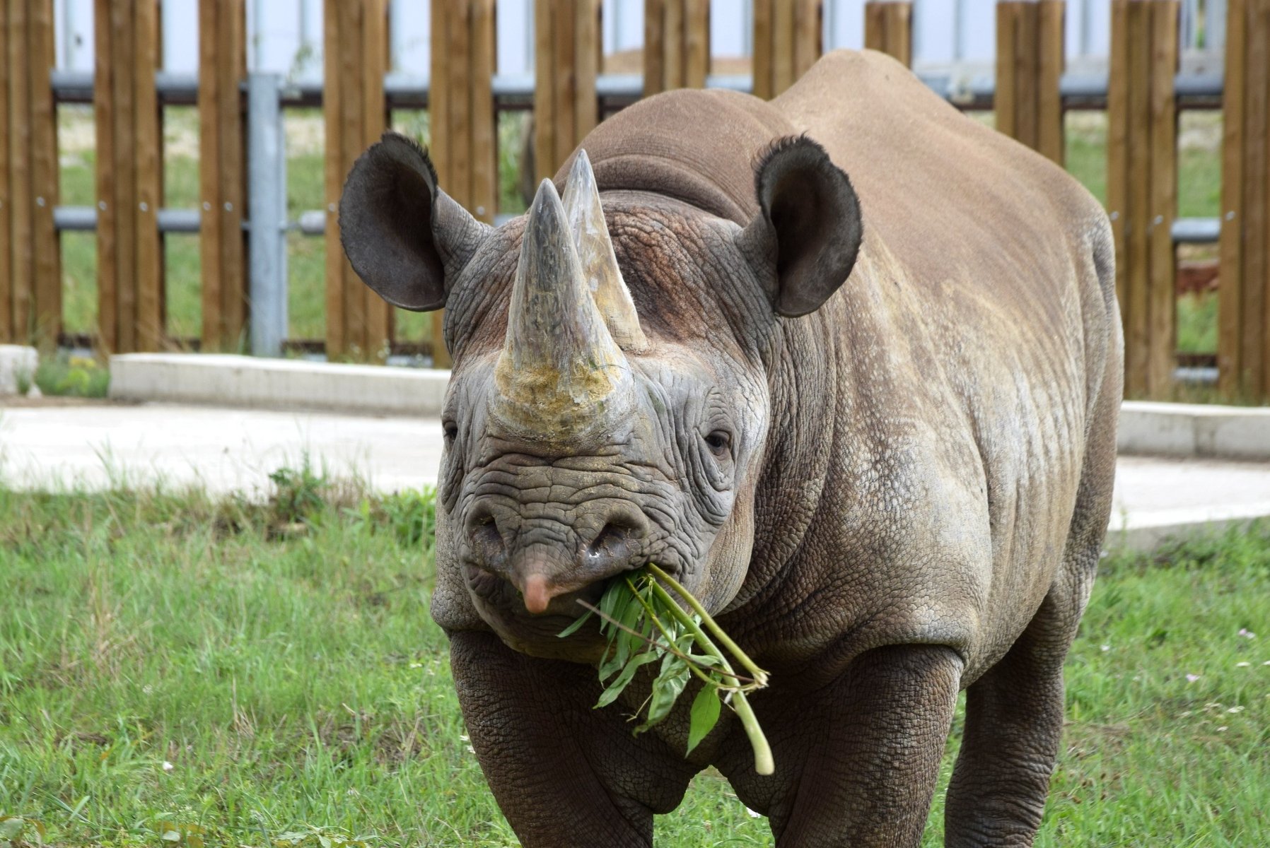 Jakiej muzyki słuchają nosorożce z Zoo Poznań i dlaczego to robią?