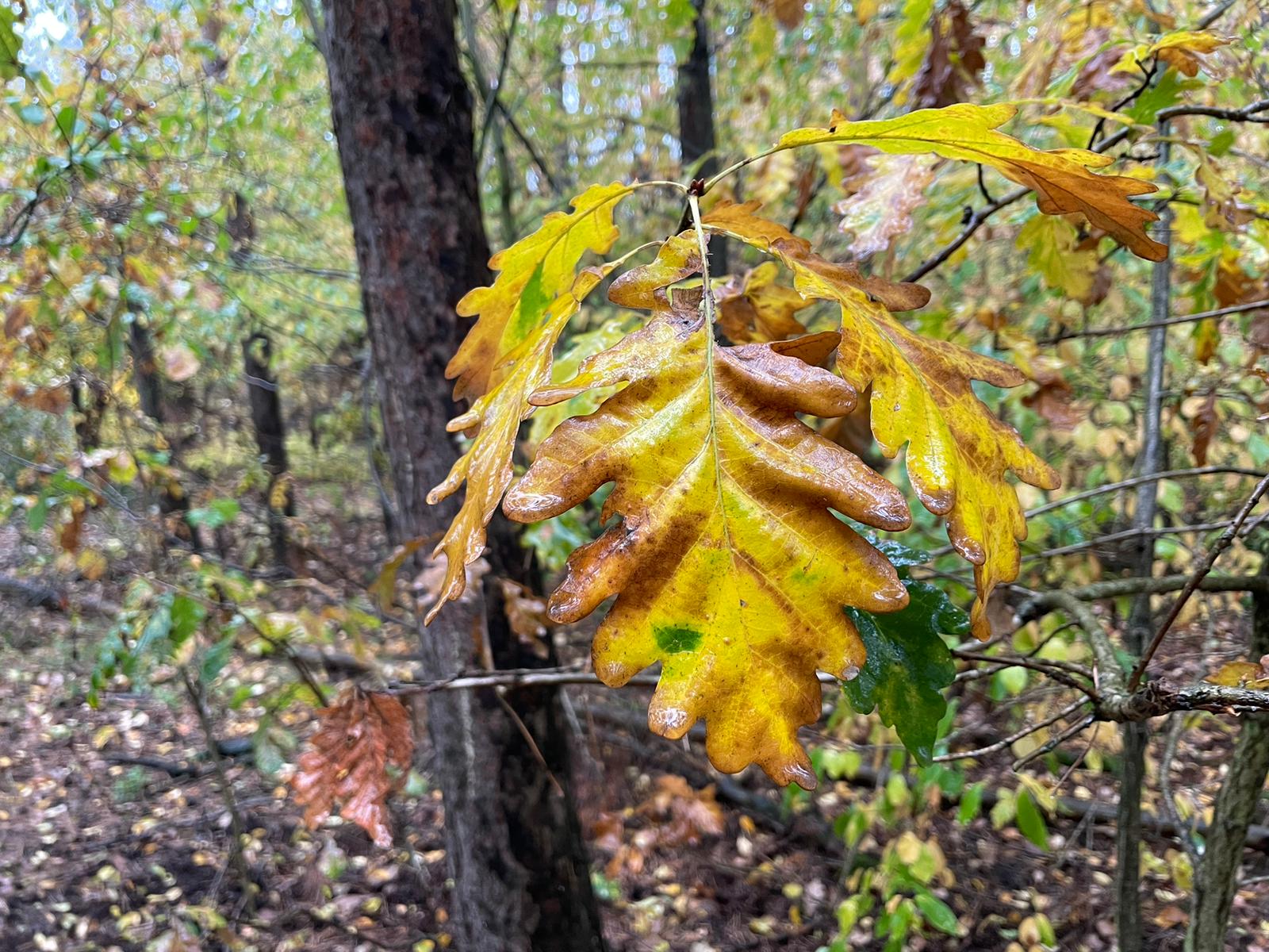Barwy liści jesienią mają znaczenie. Co można z nich odczytać?