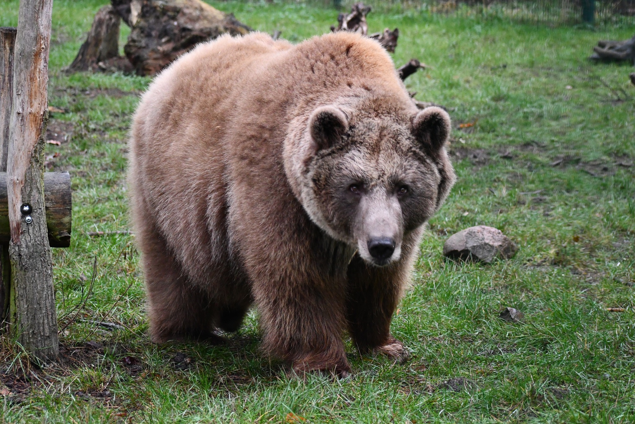 Czy niedźwiedzie z Zoo Poznań już zapadają w zimowy sen? Na razie się na to nie zanosi…