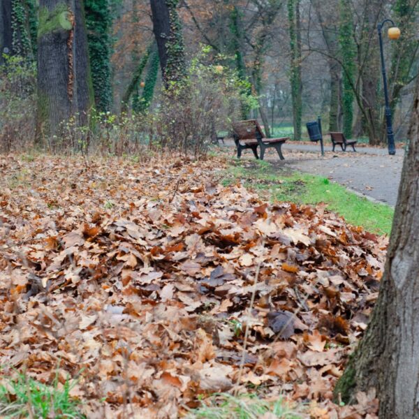 Czy w Poznaniu zwierzęta mogą schować się pod liśćmi? ZZM wyjaśnia zasady grabienia i sprzątania liści