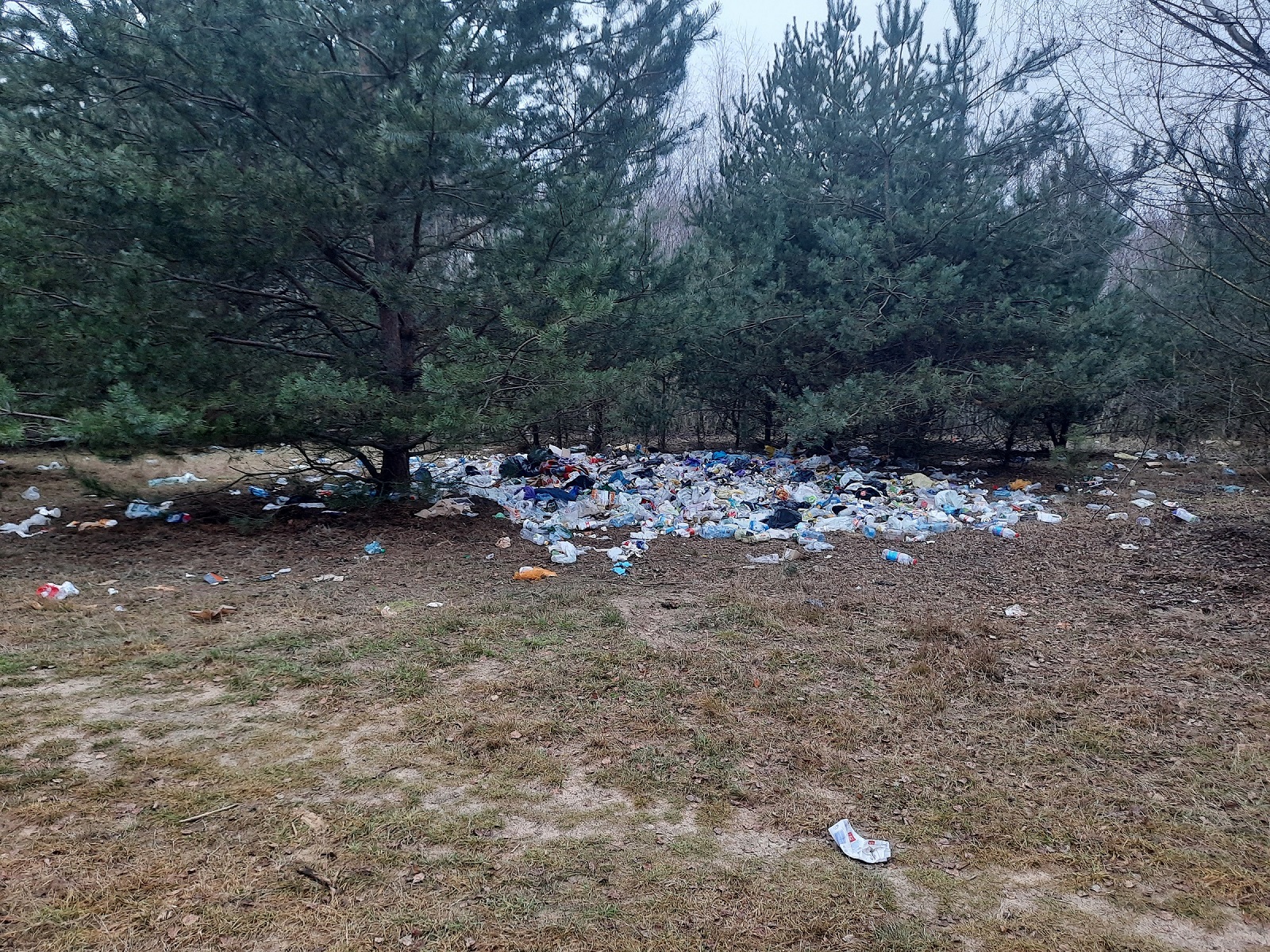 Lasek przy ul. Morenowej pełen śmieci. Teren uporządkowano po interwencji strażniczki