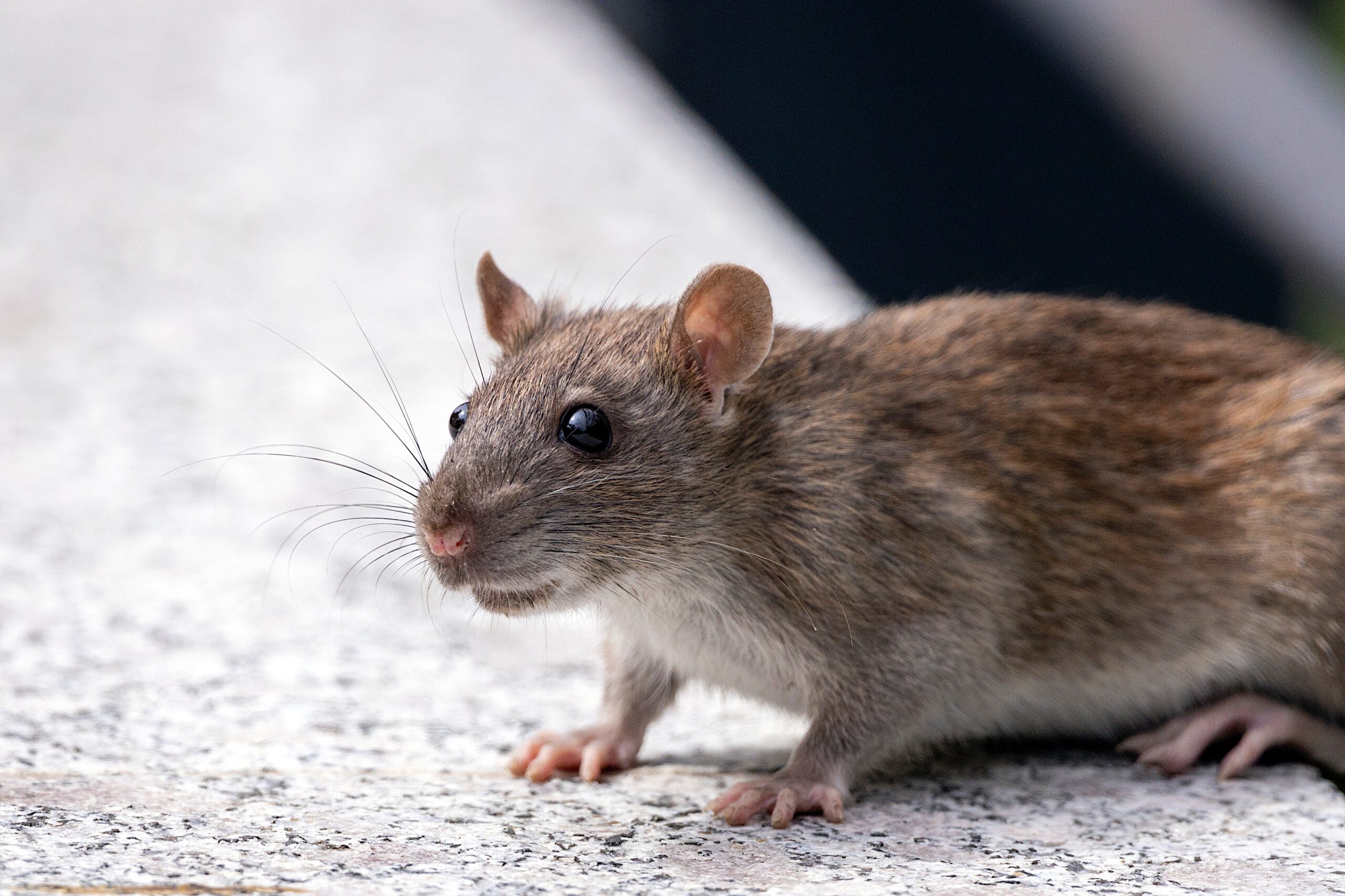 Plaga szczurów w Wielkopolsce. Są pierwsze wyniki kontroli