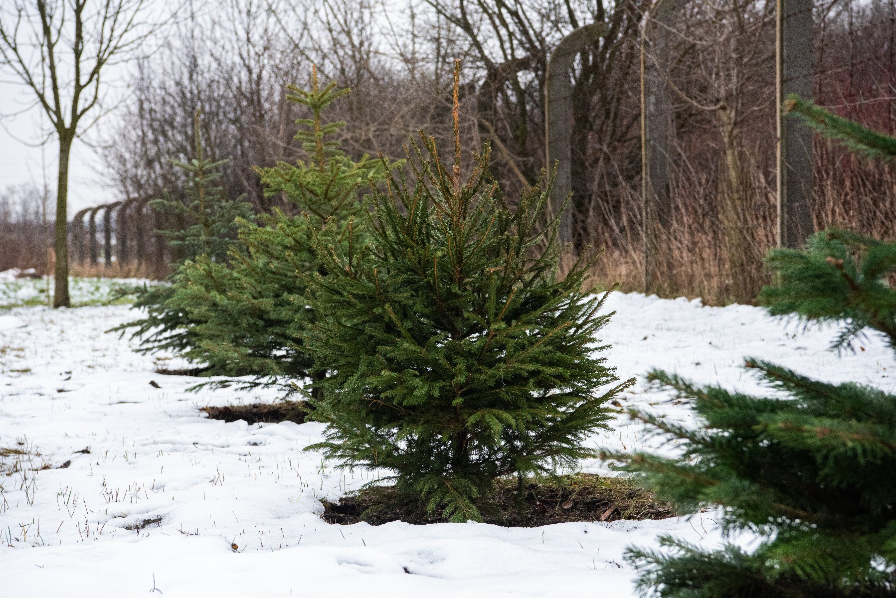 Świąteczne drzewka poznaniaków dostały drugie życie w poznańskich parkach