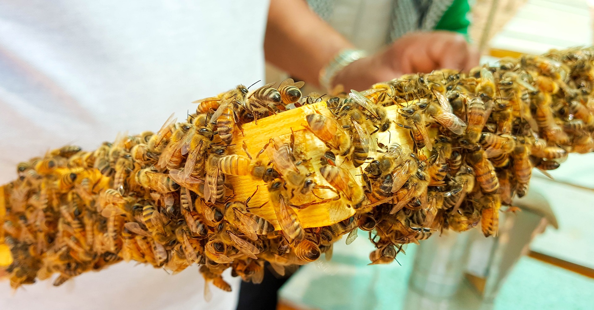 Co to znaczy, że pszczoły zimują i co jest dla nich największym zagrożeniem?