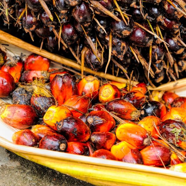 WWF: Bojkot oleju palmowego nie ma sensu
