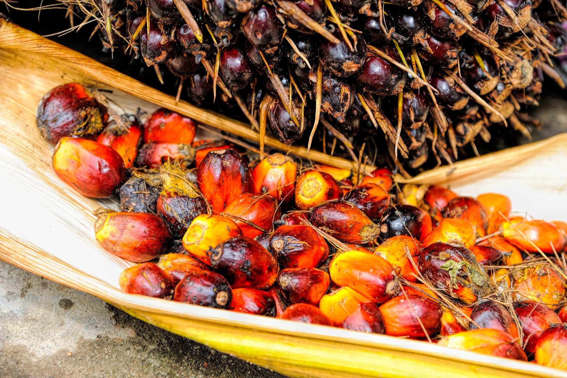 WWF: Bojkot oleju palmowego nie ma sensu