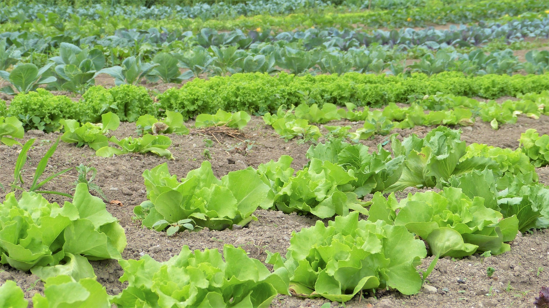 Studenci Uniwersytetu Przyrodniczego będą uczyć się o ekologicznych metodach upraw ziół i warzyw