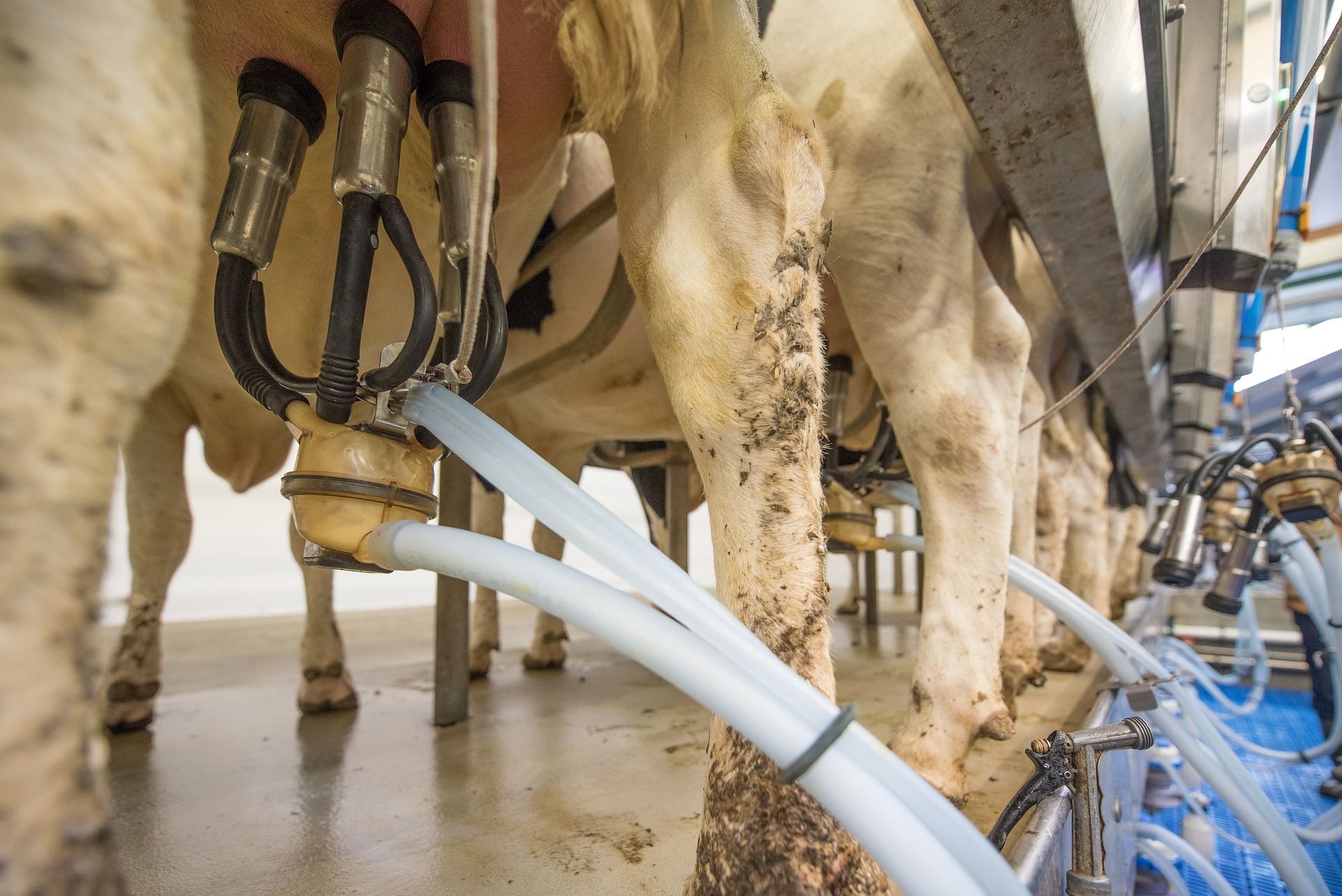 Producenci mleka zaniepokojeni spadającymi cenami skupu i rosnącymi kosztami produkcji
