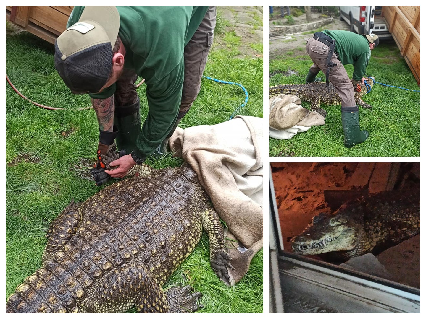 Niebezpieczny krokodyl uratowany przez Zoo Poznań. O pomoc poprosiły organy ścigania